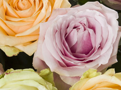 Avalanche Sweet Rose