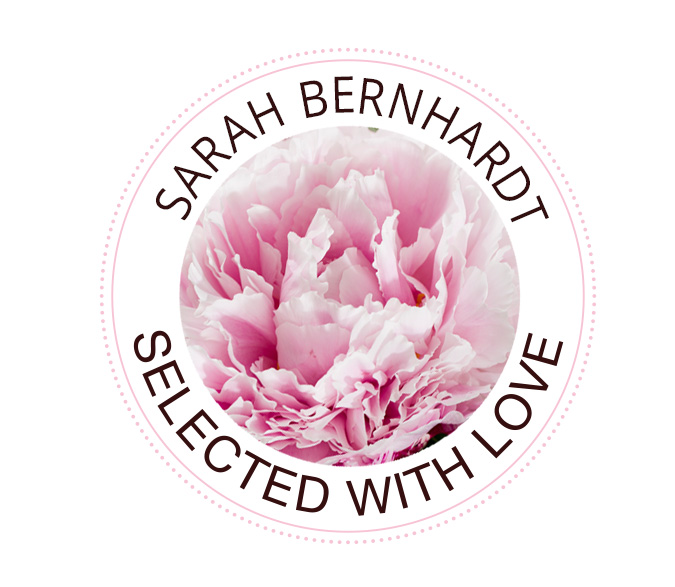 Sarah Bernhardt peony