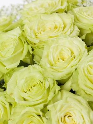 send green roses