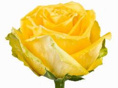 Yellow rose
