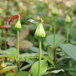 Growing roses sustainably