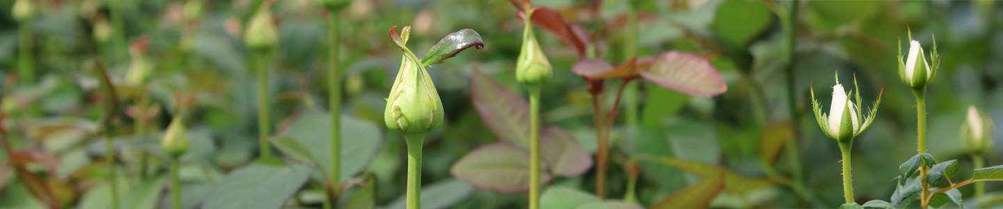 Sustainably rose growing
