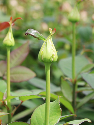 Blog: Growing roses sustainably