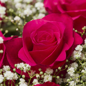 Bright pink Tacazzi rose Bright pink Tacazzi rose