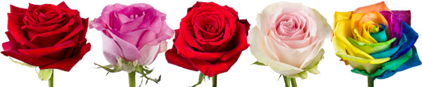 Roses for Valentine's Day Roses for Valentine's Day