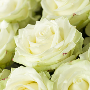 White Avalanche roses White Avalanche roses