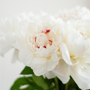 White peonies - Duchesse de Nemours White peonies - Duchesse de Nemours