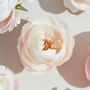 White peony - Gardenia