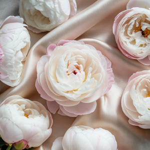 White peonies - Gardenia White peonies - Gardenia