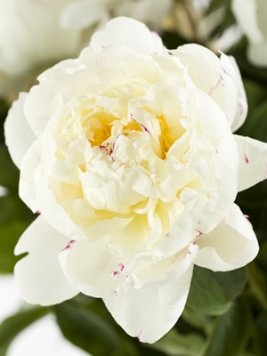 White peony