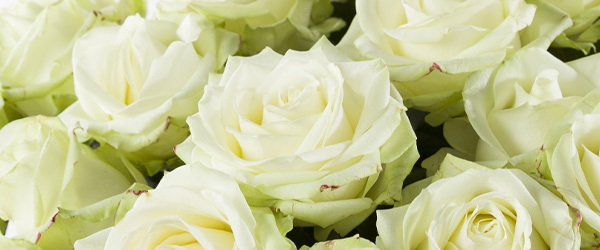 White roses to get well soon Send white roses