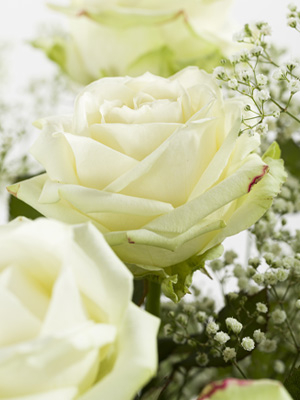 White roses and gypsophila