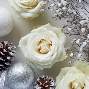 White roses White roses in winter