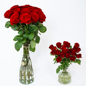 XXL roses - Red Naomi